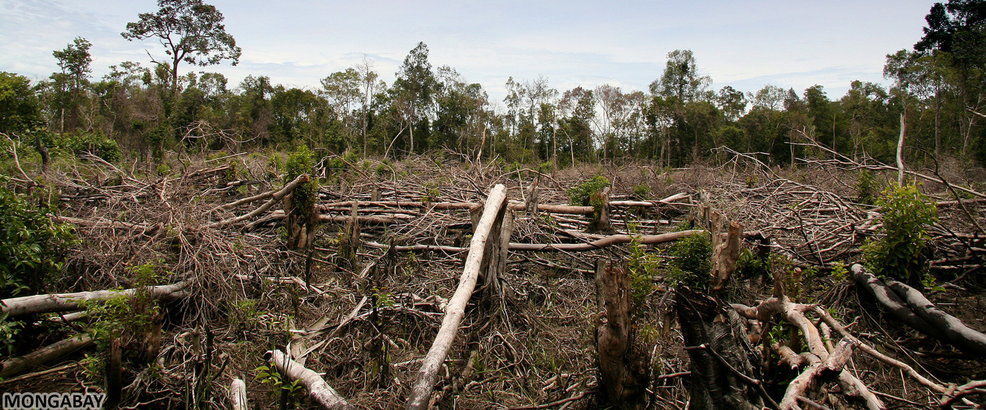 The Impact of Deforestation on Environmental Conservation in Monroe, LA